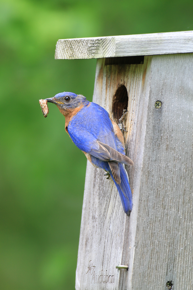 Eastern Bluebird feeding young by Adrian Binns