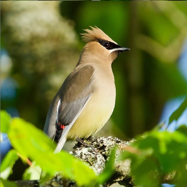 cedar-waxwing-1