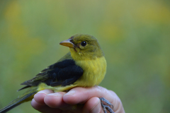 Young male Scarlet Tanager banded September 24.  Photo by Blake Goll