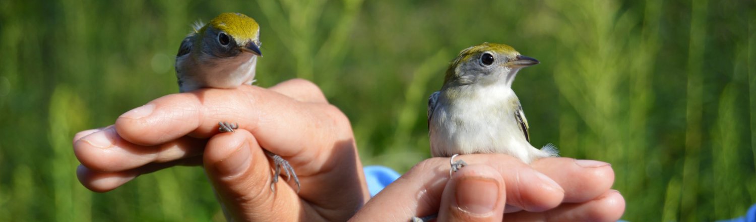 First-year-Chestnut-sided-warbler-11_HEADER.jpg