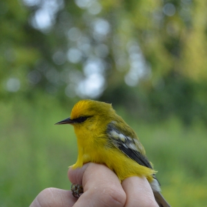 AHY male Blue-winged warbler (7)