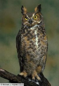 Great Horned Owl (Picture from Cornell Lab of Ornithology)