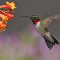 Ruby-throated Hummingbird by Terry Sohl