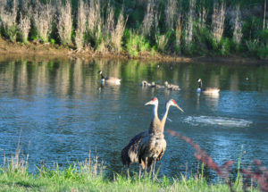 Sandhill Cranes in Willistown May 11 2012 Photo by Justin Thompson