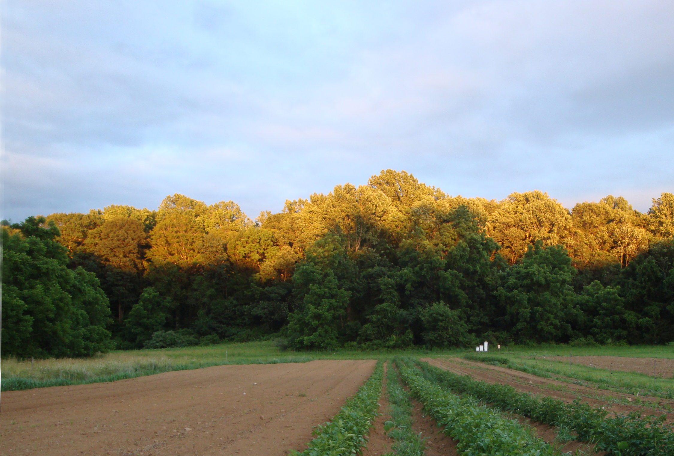 rushton-farm-golden-woods-iconic-image-6-16-10-jds-057