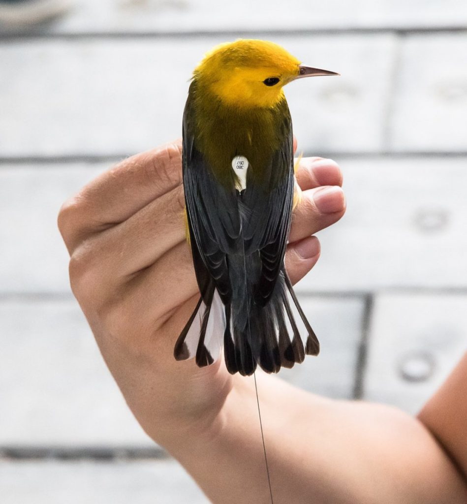 Prothonotary Warbler with Motus nano tag. Photo: BirdLife International.