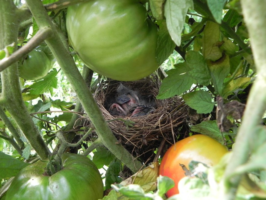 Food and Feathers