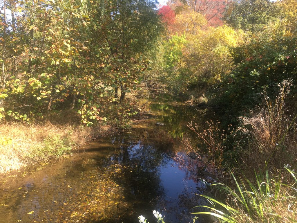 Why Riparian Buffers are So Important & How You Can Help Them