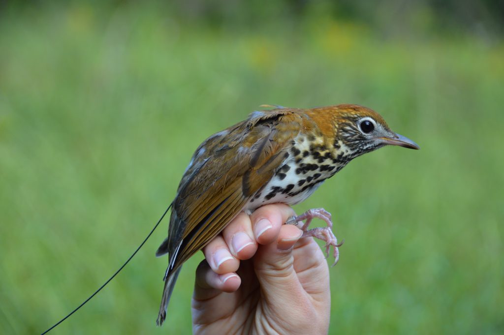 First Birds Nanotagged at Rushton Woods Detected by Chesapeake Bay Motus Tower