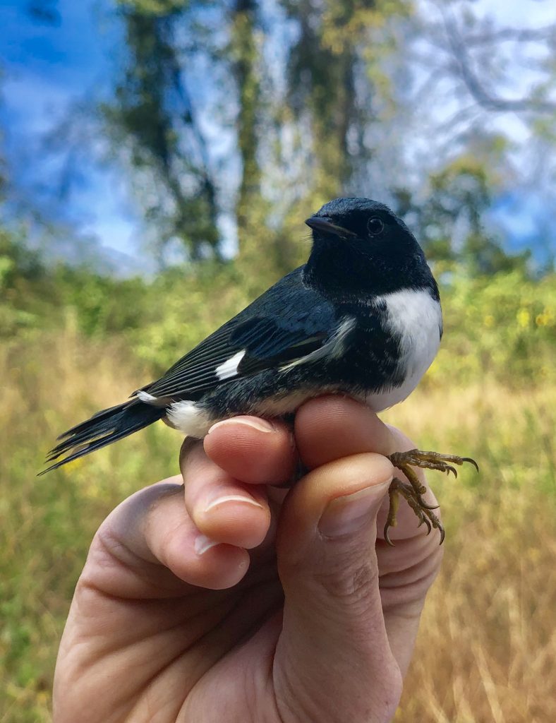 Our 1000th Bird – A Look at the Numbers