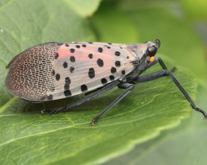 With the Spotted Lanternfly it’s Always Squash Season