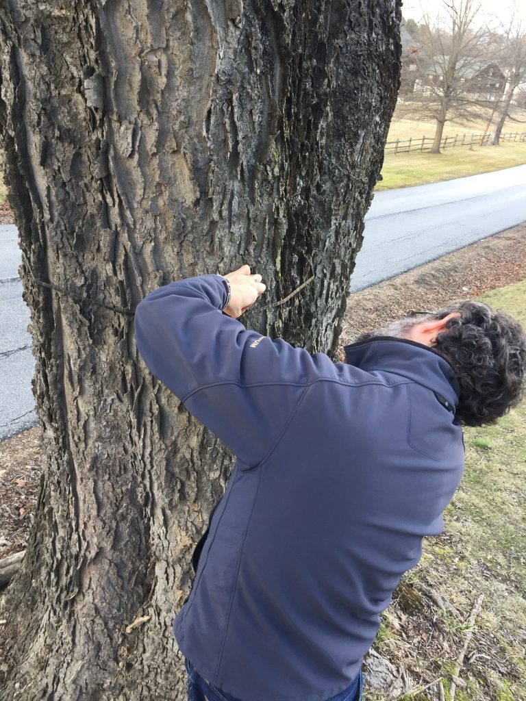 Behold the Hackberry!