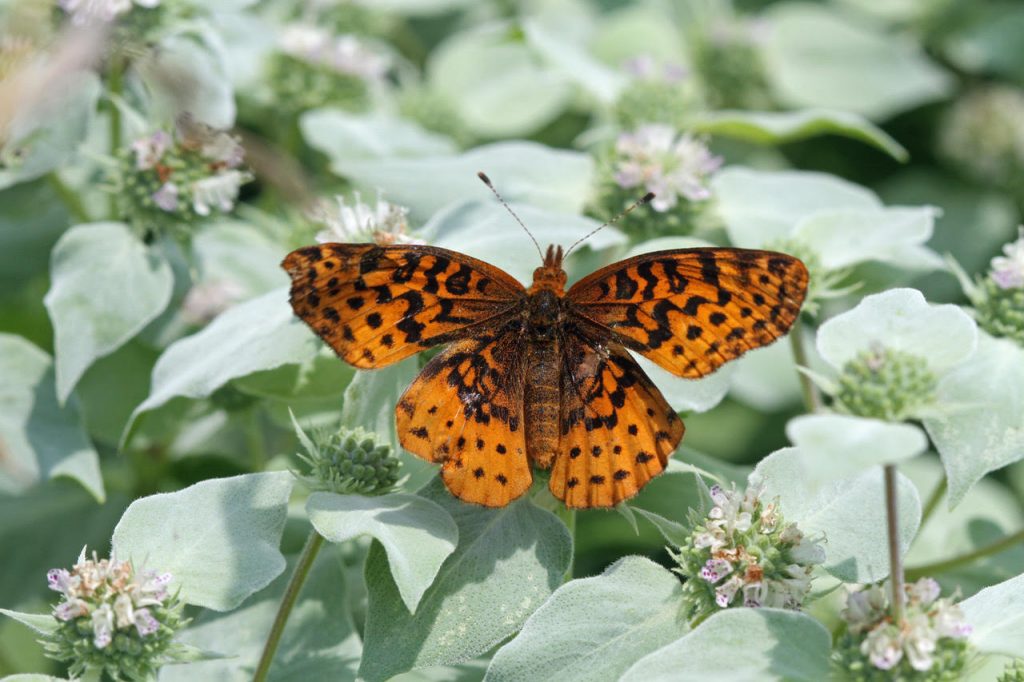 Return on Environment: The Economic Value of Protected Open Space in Chester County, PA