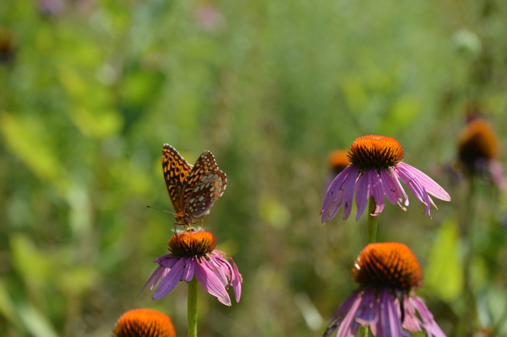 New Conservation Easement Protects Remaining 30 Acres of Hi Bid Farm