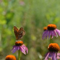 Purple-Coneflower-BHG