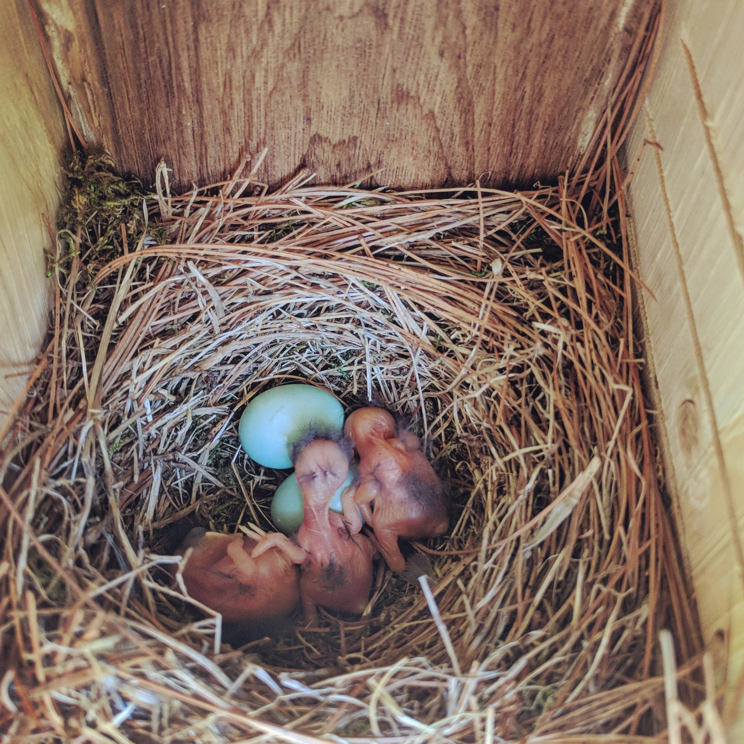 Bluebird-hatchlings.-Photo-by-Mimi-Davis