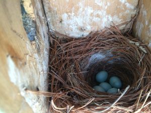 Tony Hitschler's bluebird eggs