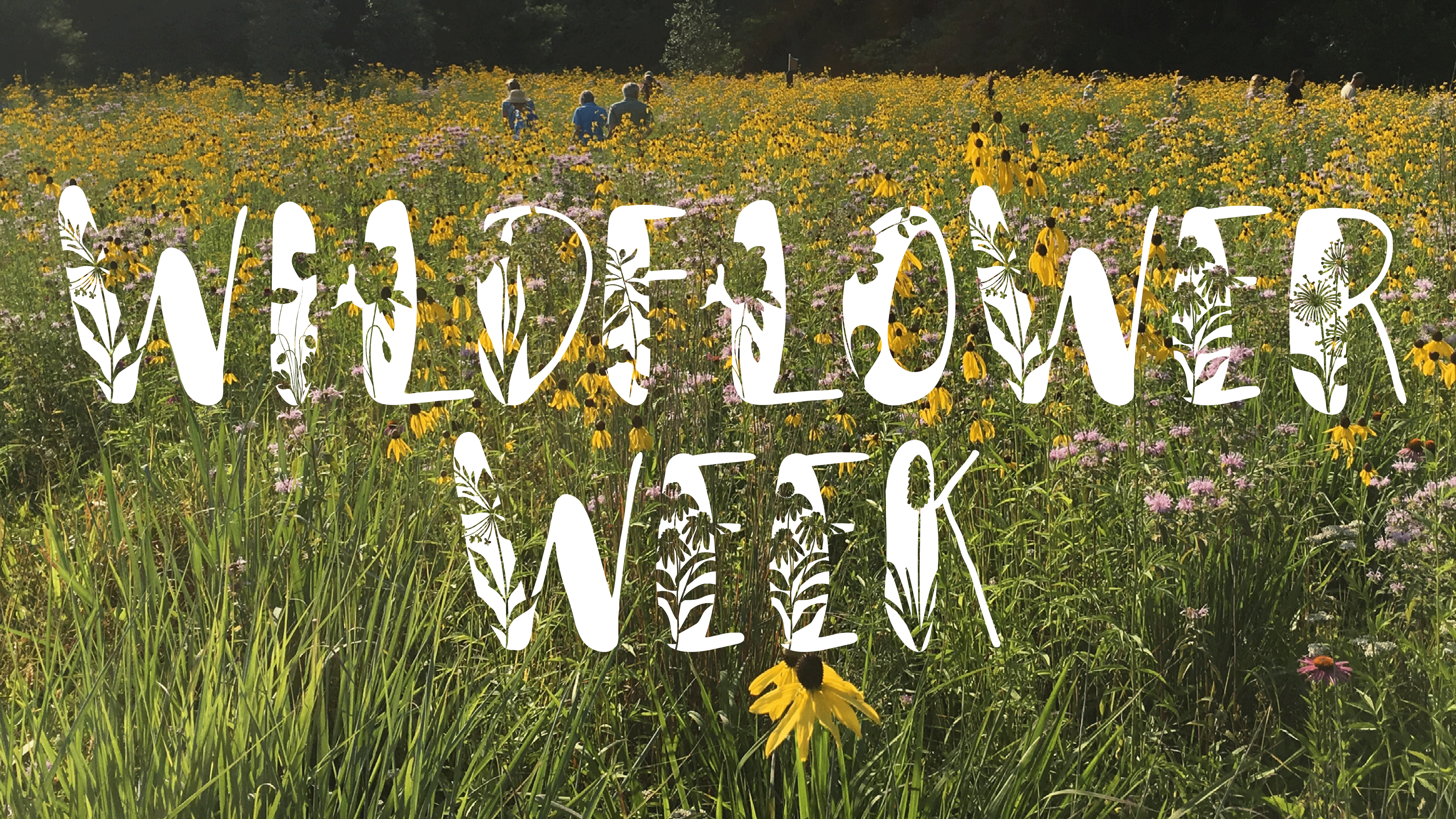 Wildflower-Week-Graphic