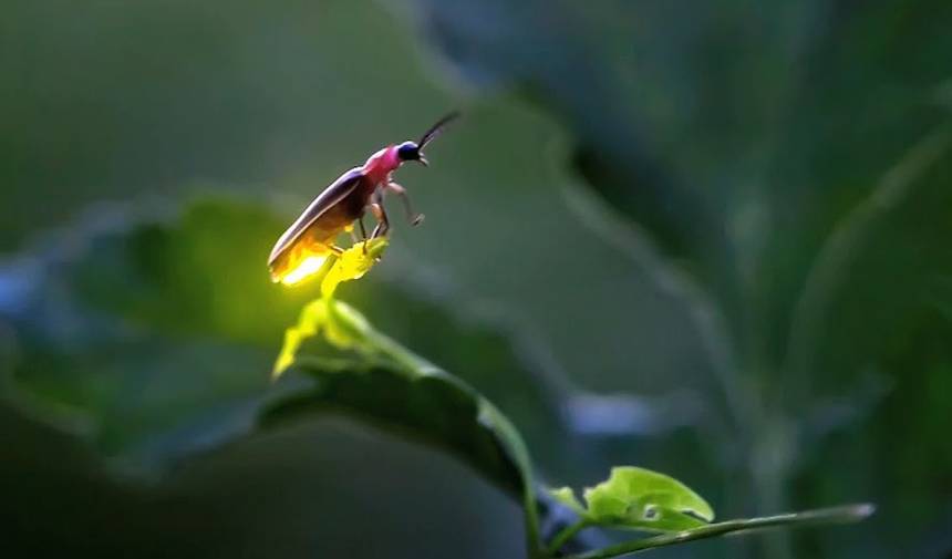Fireflies, Moths, and Your Yard in the Dark
