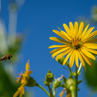 Native bee and Virginia cup plant.  Photo by Jennifer Mathes