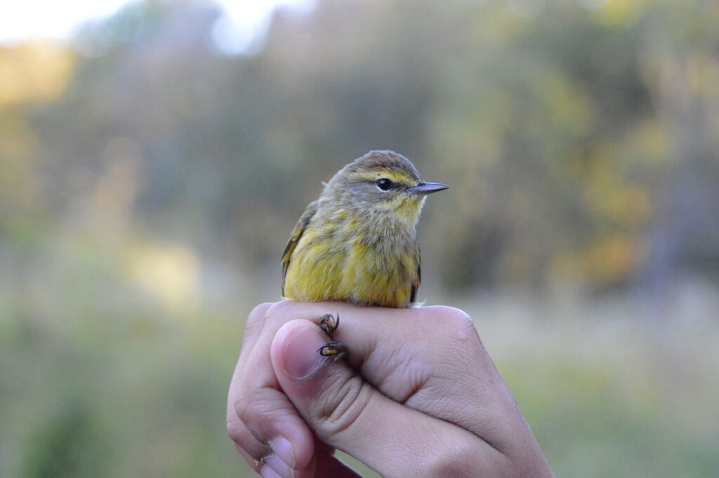 Celebrating 11 Years of Bird Banding at Rushton Woods Preserve