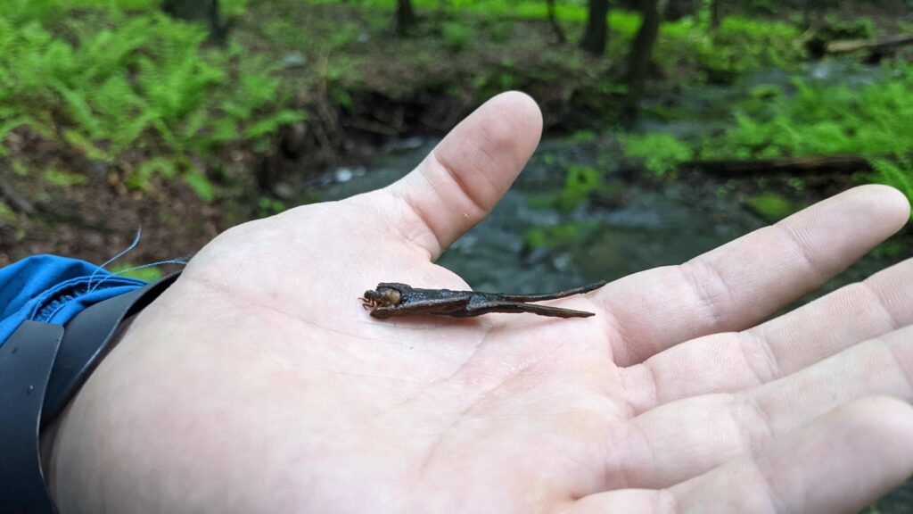 Creek Week: A Hidden Stream Engineer