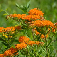 Butterfly milkweed in June