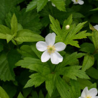 Canada Anemone_US Forest Service