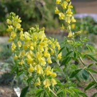 Carolina Lupine_ Missouri Botanitcal Garden