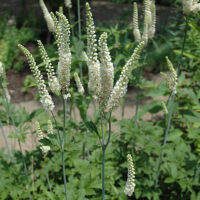 Cimicifuga-Racemosa_Cochato Nursery