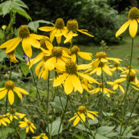 Green-headed Coneflower, Rudbeckia laciniata RULA3