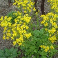 Golden Groundsel_Missouri Botanical Garden