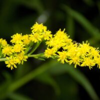 Little Lemon Goldenrod_Missouri Botanical Garden