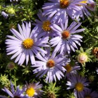 October Skies Aromatic Aster_Missouri Botantical Garden