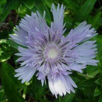 Stoke's Aster_Missouri Botantical