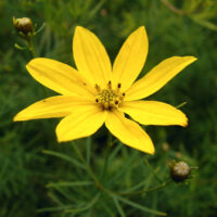 Thread-leaf coreopsis_Wikipedia