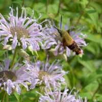 Wild bergamot (2)