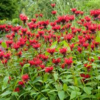 bee-balm-monarda-jacob-cline_American Meadows