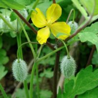 wood poppy_Gerris