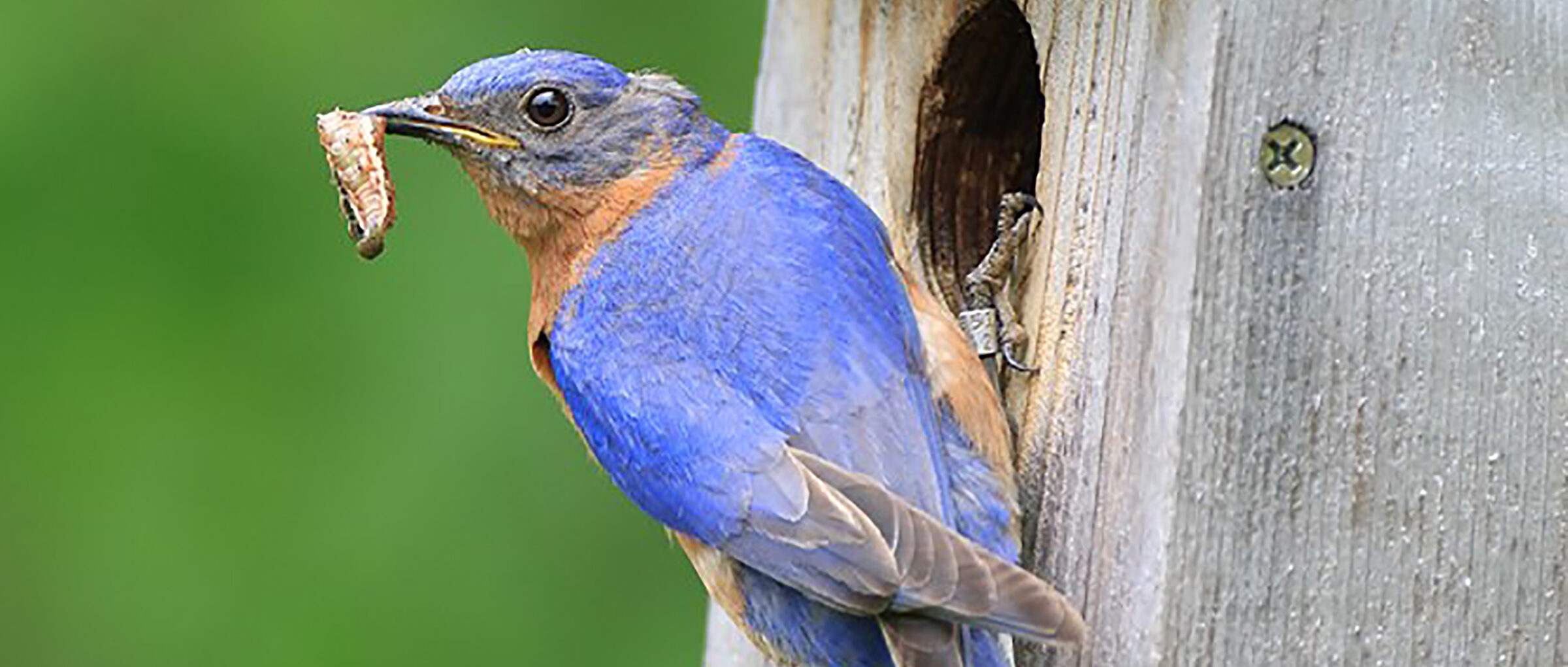 eastern bluebird at nestbox BINNS