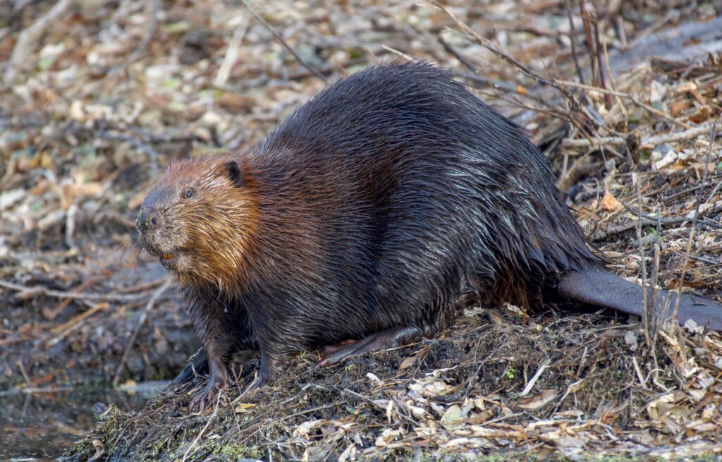 Beavers Beyond the Dam