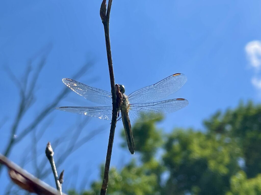 Dragonflies: Nature’s Most Successful Predator