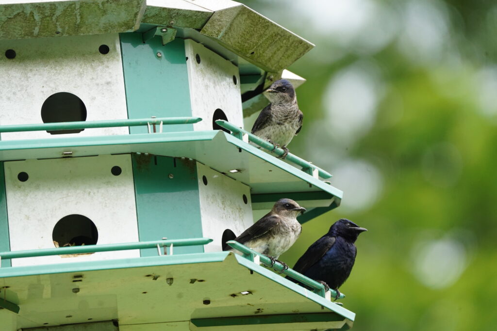 Rushton Farm’s First Purple Martins