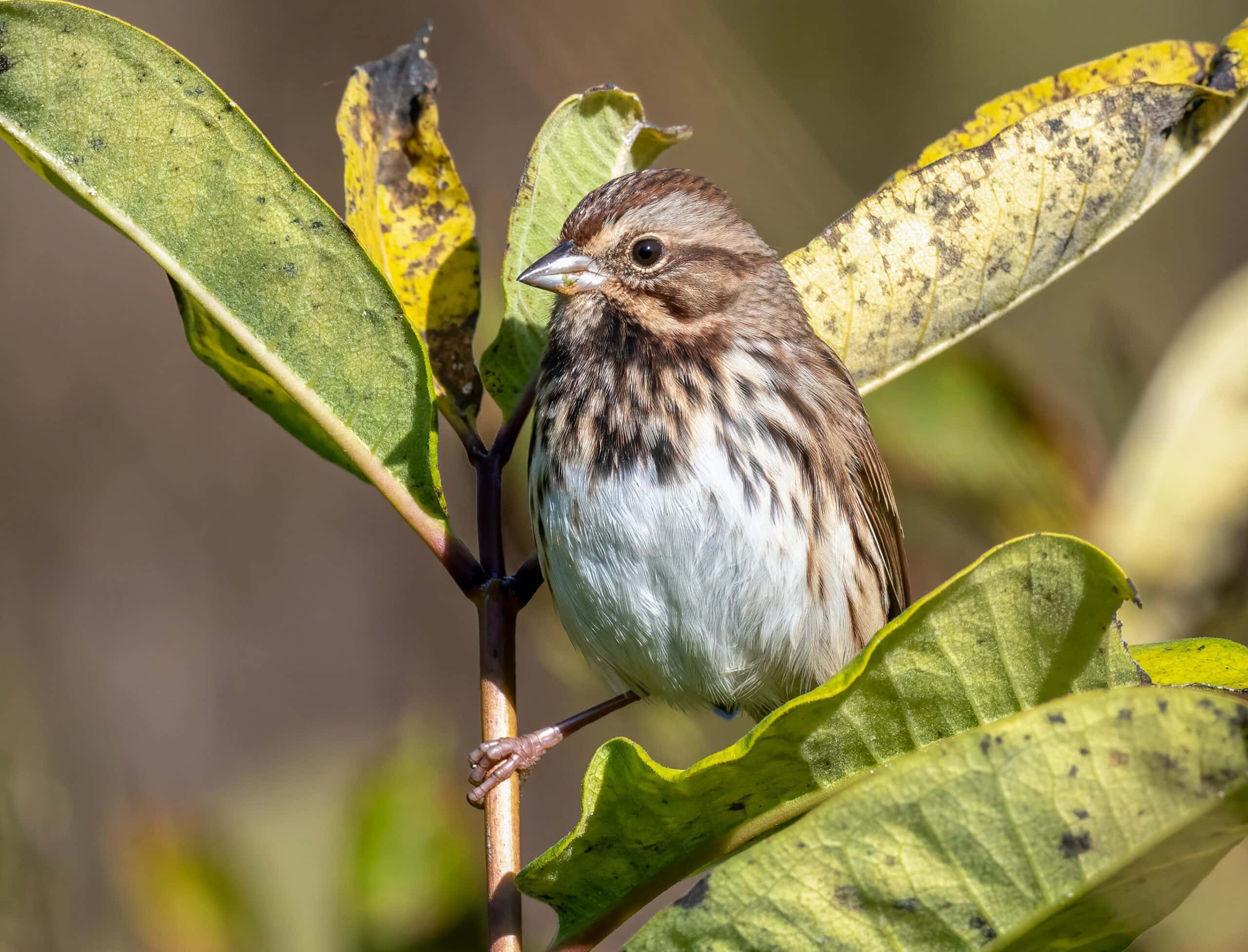 210929 210929- song sparrow 8371-Edit_for web2