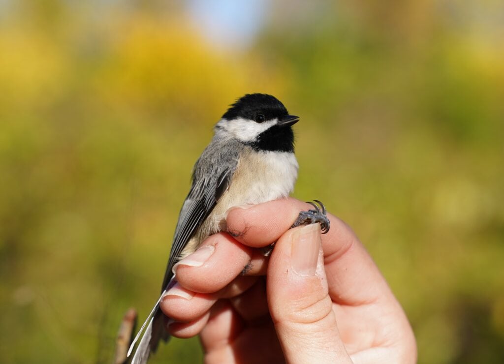 Rushton Woods Banding Station Annual Songbird Banding Report 2022