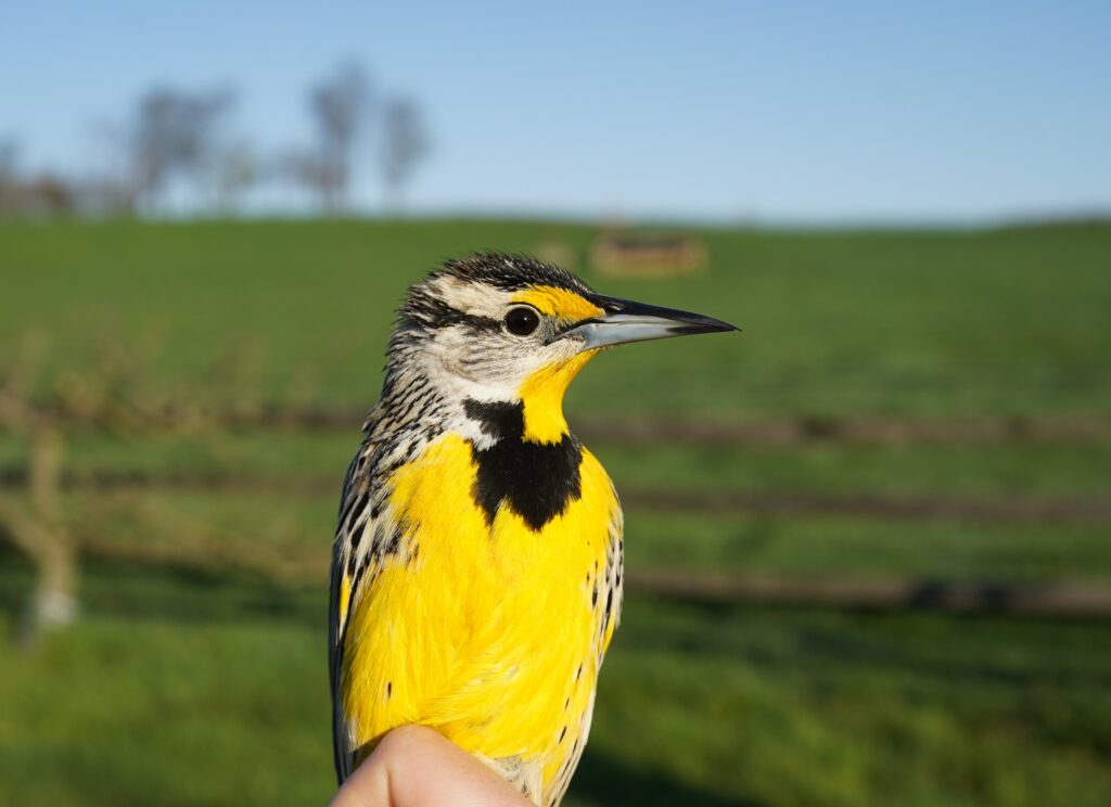 Willistown Conservation Trust and Natural Lands Receive $25,000 from the Cornell Lab of Ornithology to Reverse the Decline of Grassland Birds in Chester County