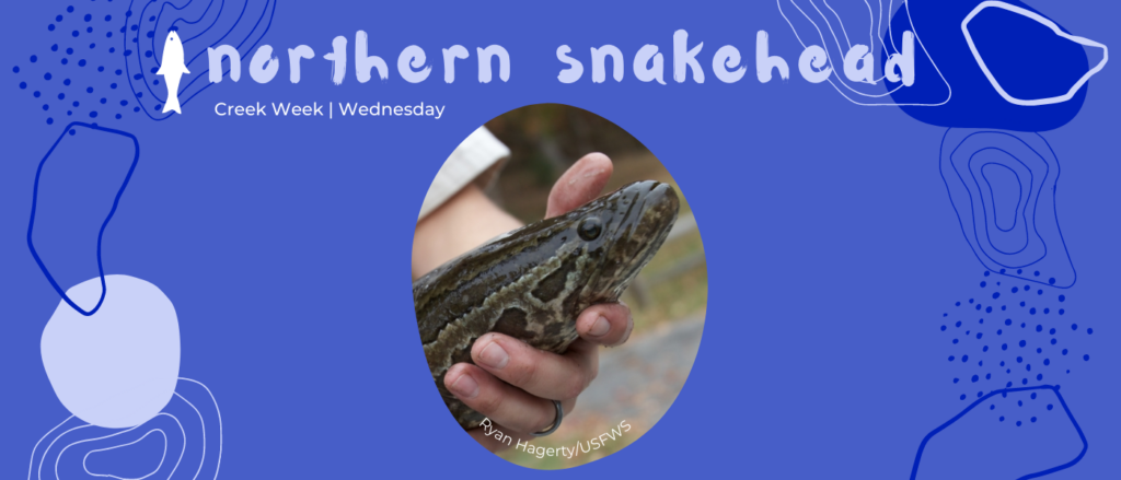 Northern Snakehead: A Voracious Predatory Invasive