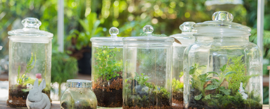 How to Make Your Own Native Terrarium