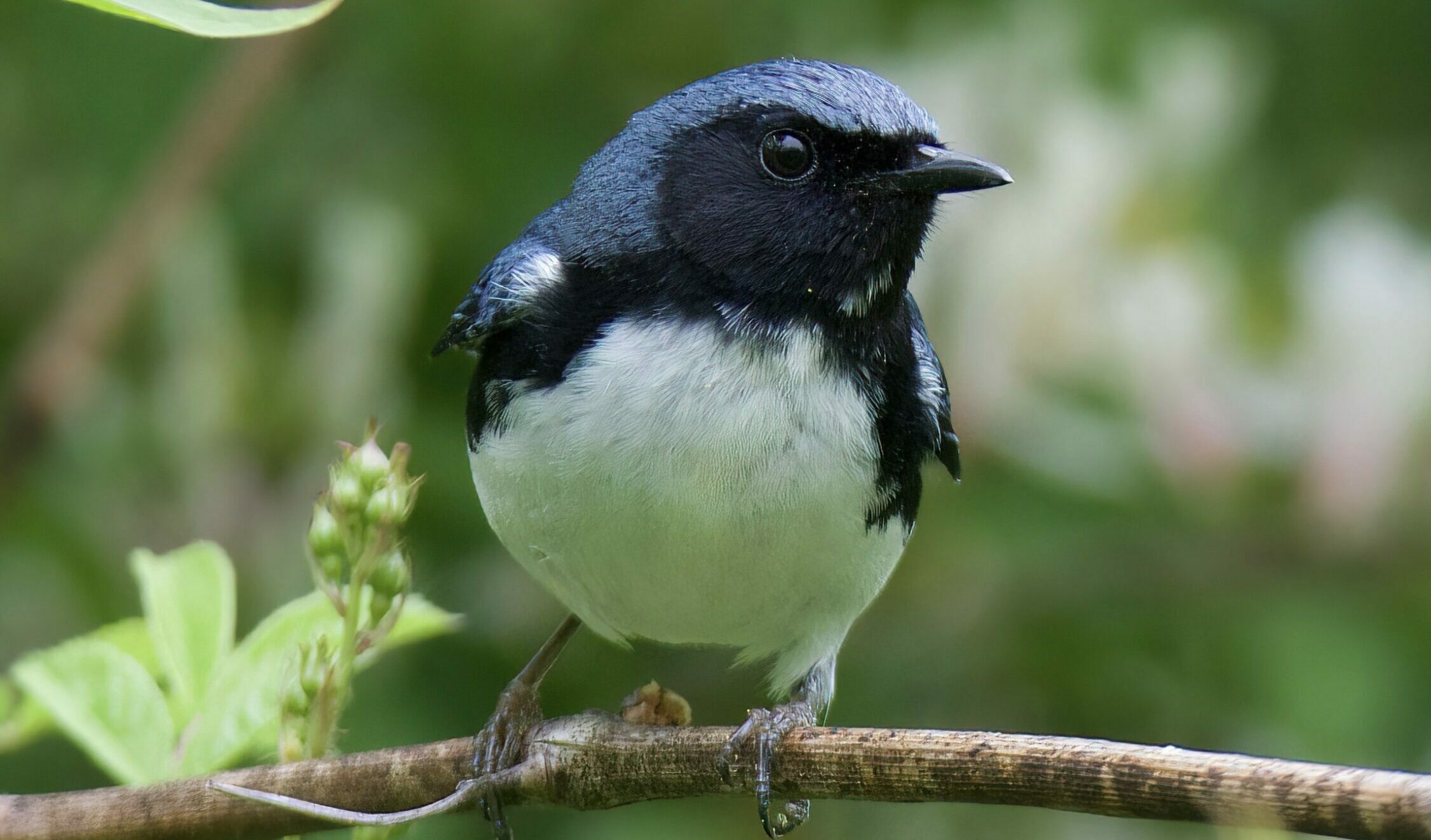 1.-Black-throated-Blue-Warbler.-Photo-by-Katy-Mae-scaled-e1690913647706.jpg