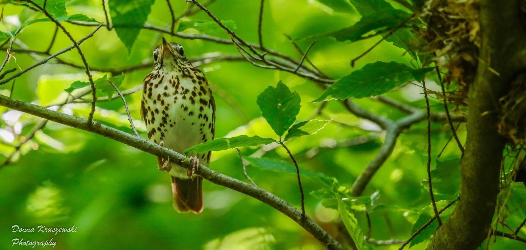 2. Wood Thrush male. Photo by Donna Kruszewski_cropped